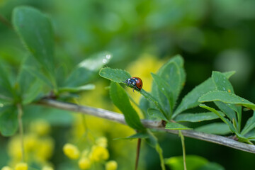 Small ladybug sits on branch yellow barberry. Beautiful red insect coccinellidae. Lovely spring messenger.