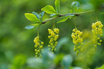 Close-up branch berberis vulgaris or european barberry. Blossom cultivar with green leaves and yellow flowers. Springtime nature in bloom. Bokeh effect blurred background.
