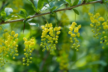 Close-up branch berberis vulgaris or european barberry. Blossom cultivar with green leaves and...