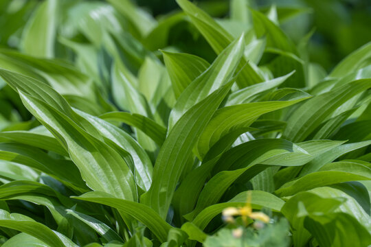 Close-up glade lily of the valley leaves. Group green plants lilium convallium. Growing foliage of convallaria in nature. Photo wallpapers leaf may-lily in green colors. Bokeheffect blurred background