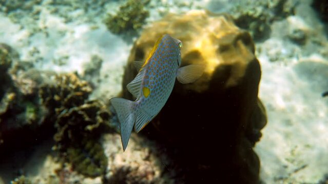 Underwater photo of golden rabbitfish or Siganus guttatus in coral reef of Thailand. Snorkeling or dive activities. Underwater reef. Sea and ocean deep wildlife. Undersea nature
