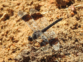 Northern Banded Groundling (Brachythemis impartita) - male
