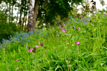 Magenta flowers in the grass on a slop against wood background, England, UK