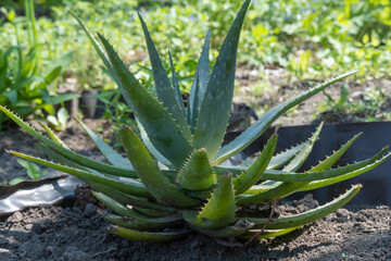 Aloe vera plant grows in natural conditions. Widely used in medicine and cosmetics. Popular green houseplant. Healthy skin protection.