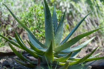 Obraz premium Aloe vera plant grows in natural conditions. Widely used in medicine and cosmetics. Popular green houseplant. Healthy skin protection.
