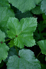 closeup the bunch green ladyfinger leaves with plant growing in the farm soft focus natural green brown background.