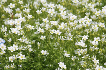 White flowers Mossy saxifrage (Saxifraga arendsii Alba) plant in garden