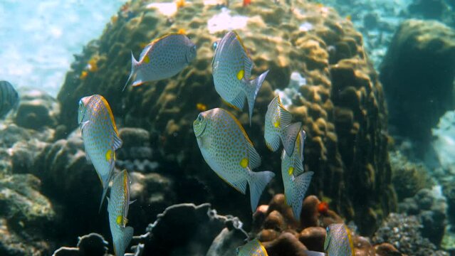 Underwater video of golden rabbitfish or Siganus guttatus school in coral reef of Thailand. Snorkeling or dive activities. Underwater reef. Sea and ocean deep wildlife. Undersea nature