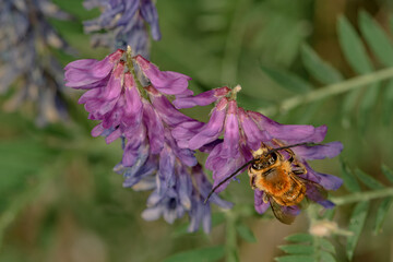 Eucera longicornis bee sucking nectar from hairy vetch flower Vicia villosa