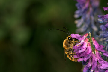 Eucera longicornis bee sucking nectar from hairy vetch flower Vicia villosa