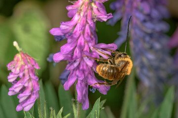 Eucera longicornis bee sucking nectar from hairy vetch flower Vicia villosa