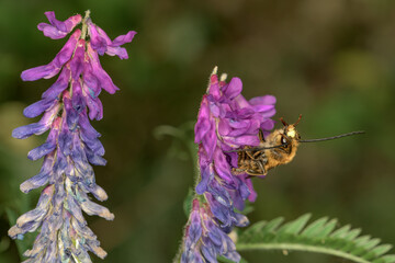 Eucera longicornis bee cleaning its antennae on the hairy vetch flower Vicia villosa