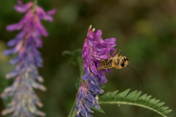 Eucera longicornis bee cleaning its antennae on the hairy vetch flower Vicia villosa