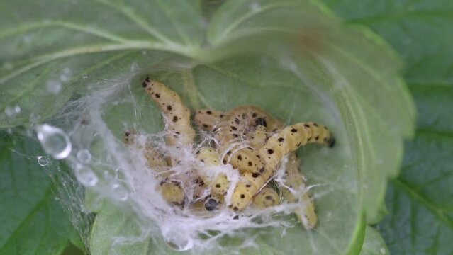 The larvae of the ermine moth are mooving and crawling in their communal larval web in a coiled leaf. Light yellow caterpillars with black spots. Close-up video.