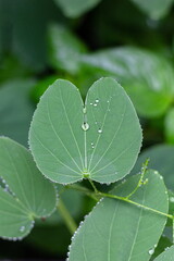 Bauhinia purpurea close up with rain drops, plant native to the Indian subcontinent and Myanmar, and widely introduced elsewhere in tropical and subtropical areas of the world