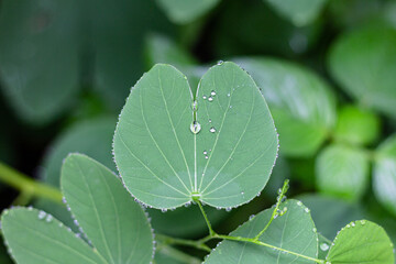 Bauhinia purpurea close up with rain drops, plant native to the Indian subcontinent and Myanmar, and widely introduced elsewhere in tropical and subtropical areas of the world