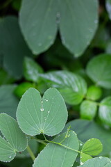 Bauhinia purpurea close up with rain drops, plant native to the Indian subcontinent and Myanmar, and widely introduced elsewhere in tropical and subtropical areas of the world