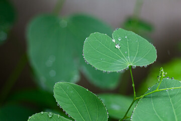 Bauhinia purpurea close up with rain drops, plant native to the Indian subcontinent and Myanmar, and widely introduced elsewhere in tropical and subtropical areas of the world