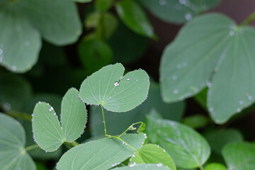 Bauhinia purpurea close up with rain drops, plant native to the Indian subcontinent and Myanmar, and widely introduced elsewhere in tropical and subtropical areas of the world