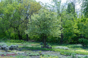 Tree with white flowers against of green trees and sky. Spring colors of life. Young nature waking springtime with fresh plant foliage. Beauty in nature.