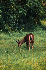 deers, herd, pasture, head, house, deer farm, young, grazing, glade, forest, asia, park, background, white, beautiful, grassland, portrait, hunt, beauty, travel, nature, wildlife, meadow, europe, mamm