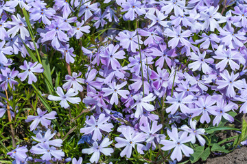 Obraz na płótnie Canvas Phlox subulate flowers in the garden. Blooming creeping moss for landscape design. Bright beautiful flower covering the ground. Photo wallpapers in violet colors. Growing carpet in nature.