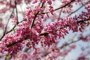 Close-up pink flowers cercis canadensis. Buds grow on branches and trunk. Purple spring blossom in sunny day. Blooming redbud Judas tree in springtime in the park. Blurred background, bokeh effect.