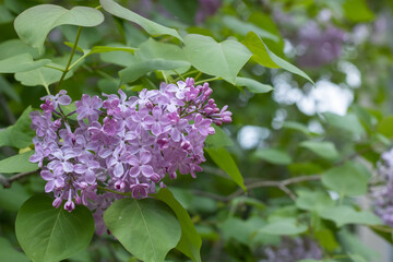 Close-up fragrant branch of lilac flower in the garden. Blooming bush syringa vulgaris. Inflorescence of lilac-purple flowers on the background green leaves. Springtime nature in bloom.