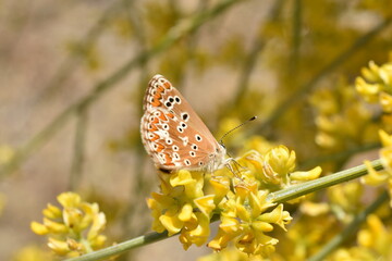 Mariposa morena (Aricia Cramera) sobre flores de retama con fondo difuminado (macro)