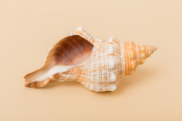 Beach seashells on colored background. Mock up with copy space