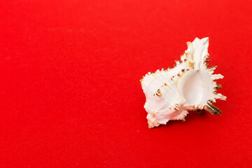 Beach seashells on colored background. Mock up with copy space