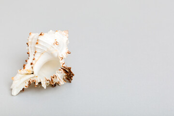 Beach seashells on colored background. Mock up with copy space