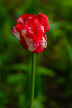 Red And White Parrot Tulip Close Up In Garden