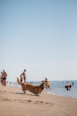 Happy welsh corgi pembroke dog at the beach