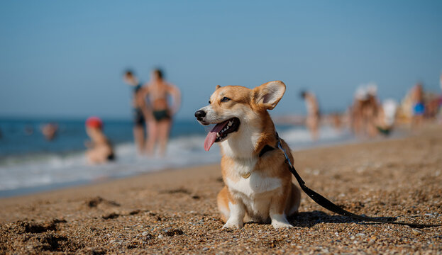 Happy welsh corgi pembroke dog at the beach