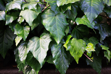 青々とした葉の観葉植物