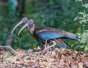 Naklejka premium A pair of Red Naped Ibis