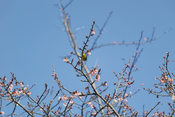 メジロと桜