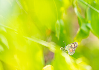 A Butterfly resting on a plant