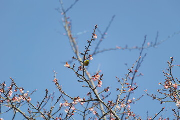 メジロと桜