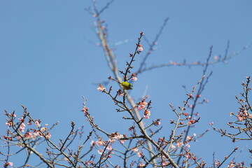 メジロと桜