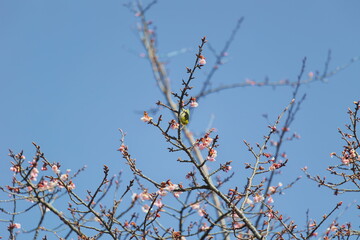 メジロと桜