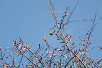 メジロと桜