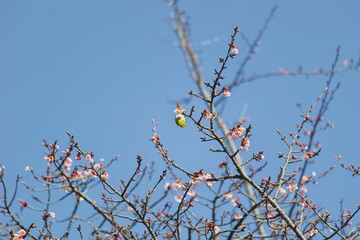 メジロと桜