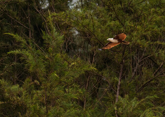 A Brahminy Kite flying in jungle