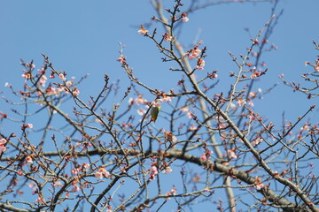 メジロと桜