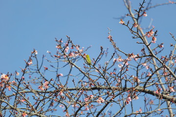 メジロと桜