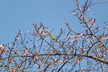 メジロと桜