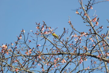 メジロと桜