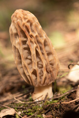 Morchella tridentina morel mushroom with the appearance of a wasp nest or beehive cells in a rusty brown color on a natural background